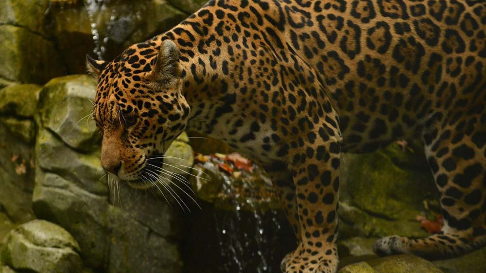 Le Parc animalier de Bouillon