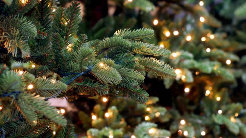 Sapin de Noël, sapin d'Ardenne !